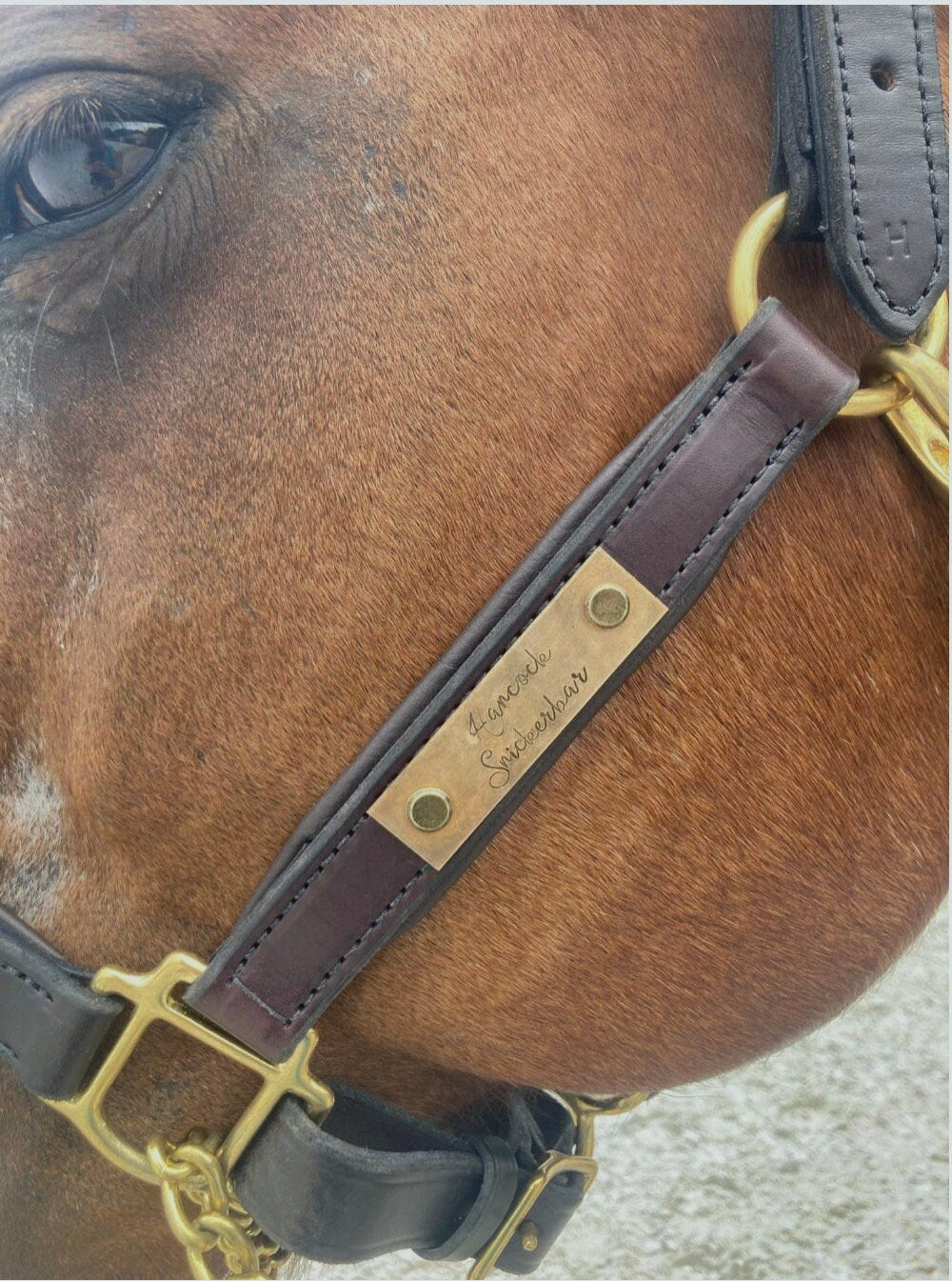 Custom Name Plate for Halter - Halter Tag - Rivet on Halter Tag - Personalized - Copper - Bronze - Aluminum